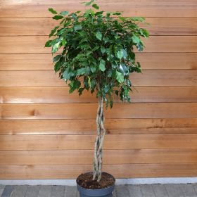 Ficus Benjamina 'Exotica' with Plaited Stem 27cm